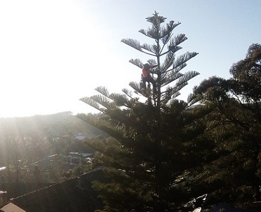 Tree pruning in Ballarat