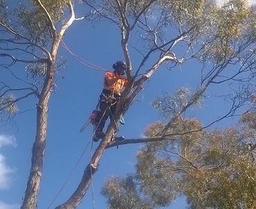 Tree removal in Ballarat
