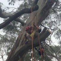 Arborist in a tree with harness