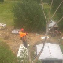Arborist on top of tree