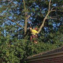 Tree climber among branches