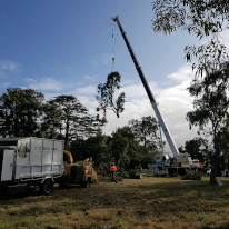 Tree branch suspended by crane