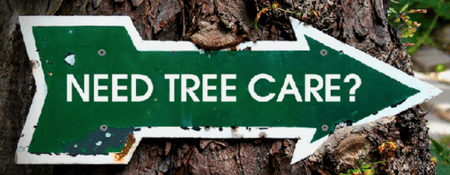 Tree care consultation