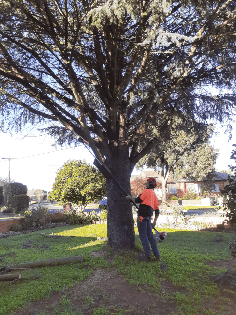 Arborist pruning a tree in Ballarat