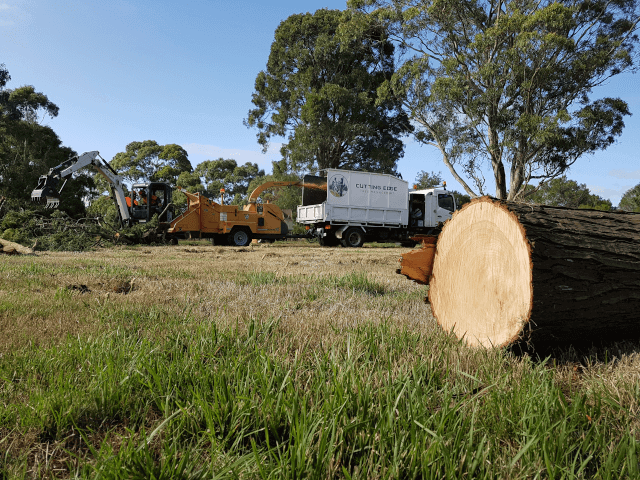 Tree being removed in Ballarat
