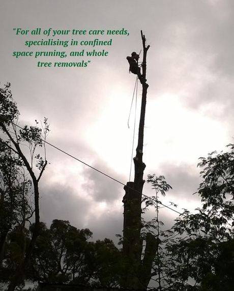 Cutting Edge arborist working in a tree