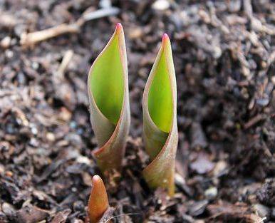 Garden mulch from woodchipping